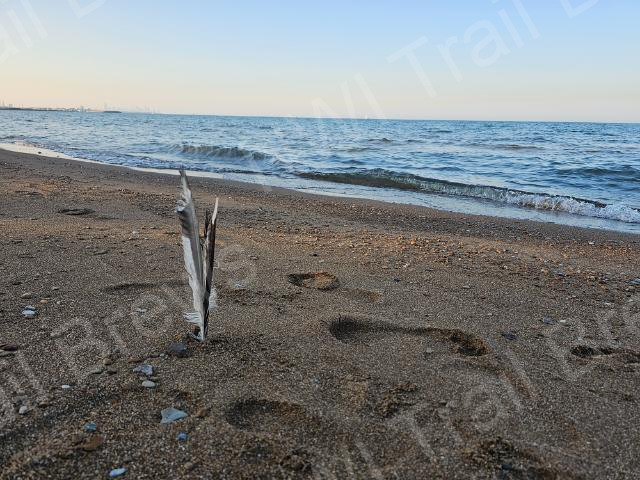 whiting-19